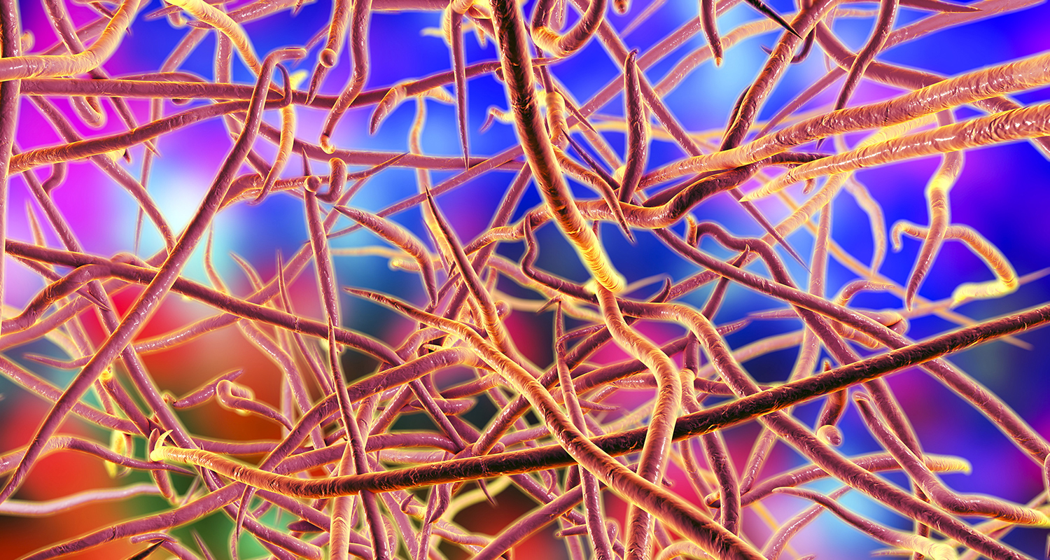 nocardia invasive fungal