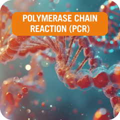 PCR